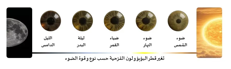 تغير قطر البؤبؤ ولون القزحية حسب نوع وقوة الضوء
